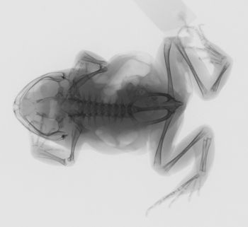 Media type: image; Herpetology A-22851